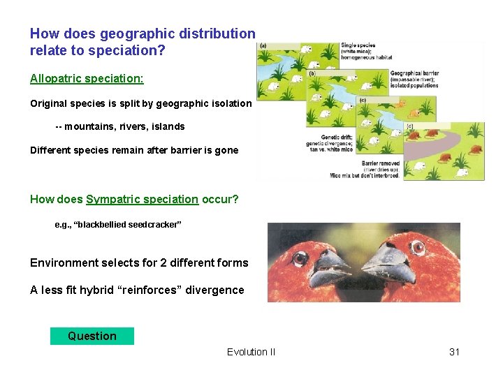 How does geographic distribution relate to speciation? Allopatric speciation: Original species is split by