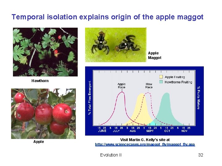 Temporal isolation explains origin of the apple maggot Apple Maggot Hawthorn Apple Visit Martin