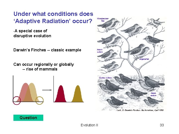 Under what conditions does ‘Adaptive Radiation’ occur? -A special case of disruptive evolution Darwin’s