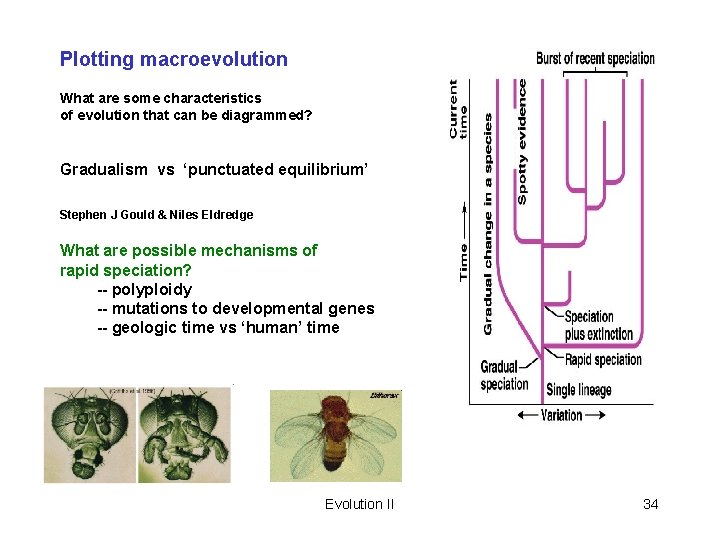 Plotting macroevolution What are some characteristics of evolution that can be diagrammed? Gradualism vs