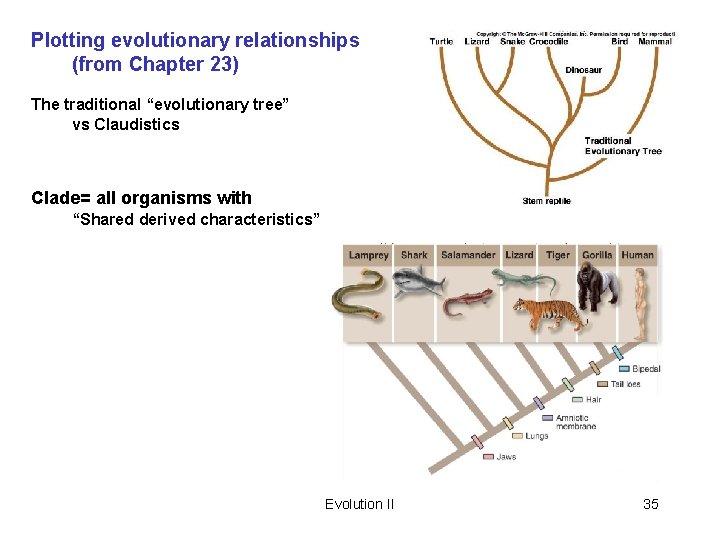 Plotting evolutionary relationships (from Chapter 23) The traditional “evolutionary tree” vs Claudistics Clade= all