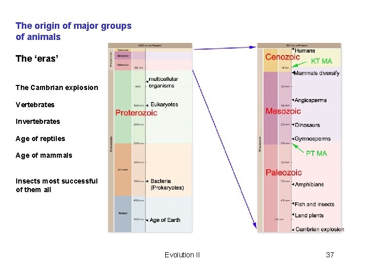 The origin of major groups of animals The ‘eras’ The Cambrian explosion Vertebrates Invertebrates