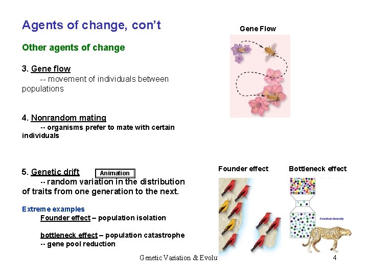 Agents of change, con’t Gene Flow Other agents of change 3. Gene flow --