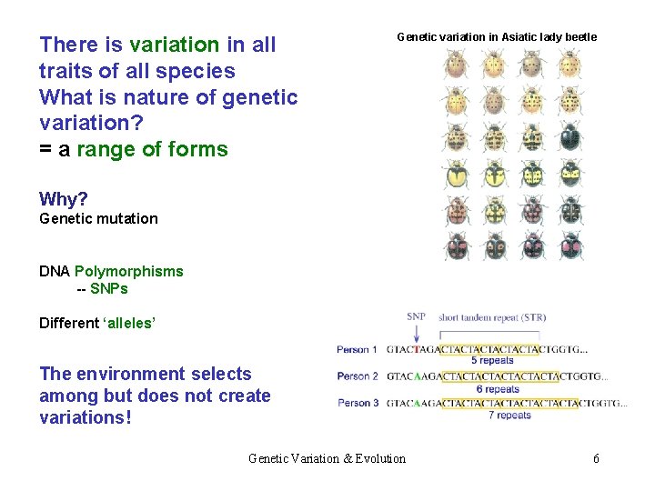 There is variation in all traits of all species What is nature of genetic