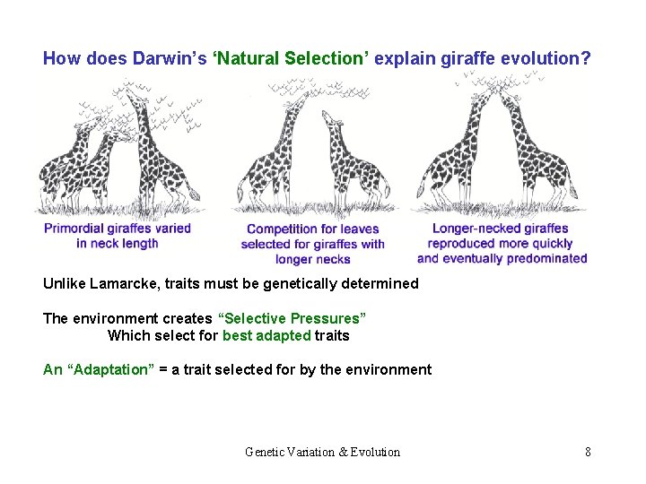 How does Darwin’s ‘Natural Selection’ explain giraffe evolution? Unlike Lamarcke, traits must be genetically
