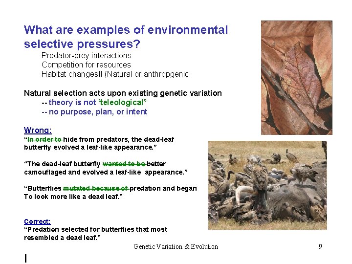 What are examples of environmental selective pressures? Predator-prey interactions Competition for resources Habitat changes!!