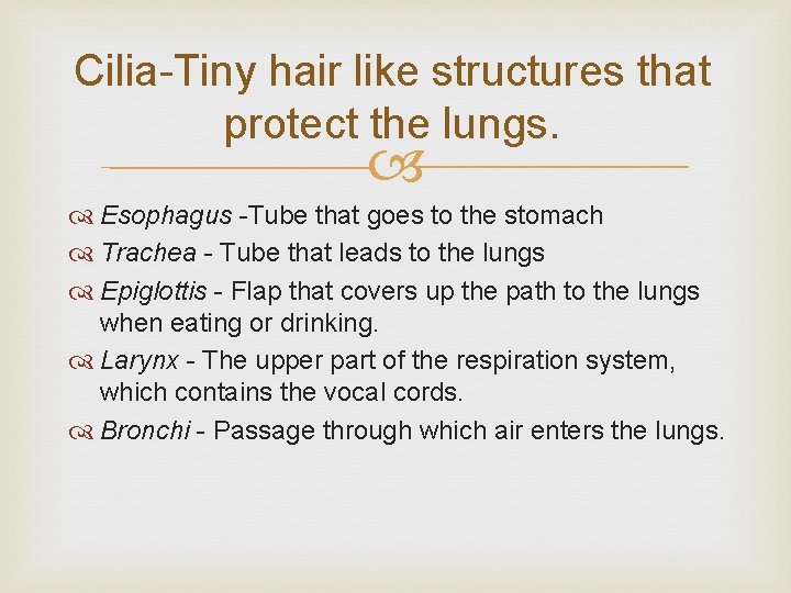 Cilia-Tiny hair like structures that protect the lungs. Esophagus -Tube that goes to the Cilia-Tiny hair like structures that protect the lungs. Esophagus -Tube that goes to the