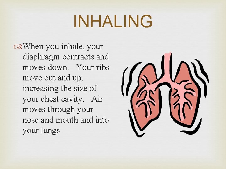 INHALING When you inhale, your diaphragm contracts and moves down. Your ribs move out INHALING When you inhale, your diaphragm contracts and moves down. Your ribs move out