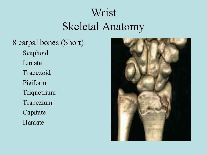 Wrist Skeletal Anatomy 8 carpal bones (Short) Scaphoid Lunate Trapezoid Pisiform Triquetrium Trapezium Capitate