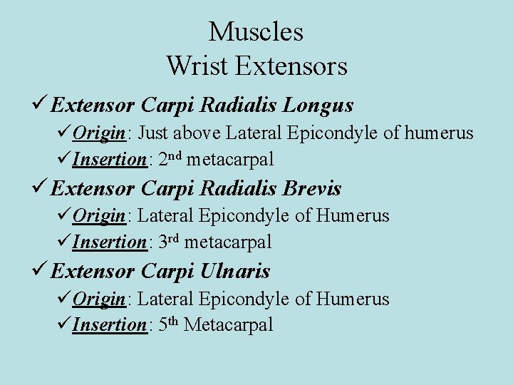 Muscles Wrist Extensors ü Extensor Carpi Radialis Longus üOrigin: Just above Lateral Epicondyle of