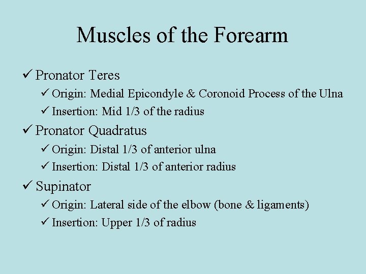 Muscles of the Forearm ü Pronator Teres ü Origin: Medial Epicondyle & Coronoid Process