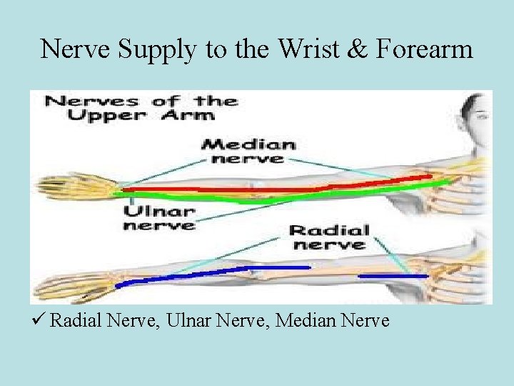 Nerve Supply to the Wrist & Forearm ü Radial Nerve, Ulnar Nerve, Median Nerve