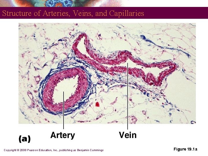 Structure of Arteries, Veins, and Capillaries Copyright © 2008 Pearson Education, Inc. , publishing