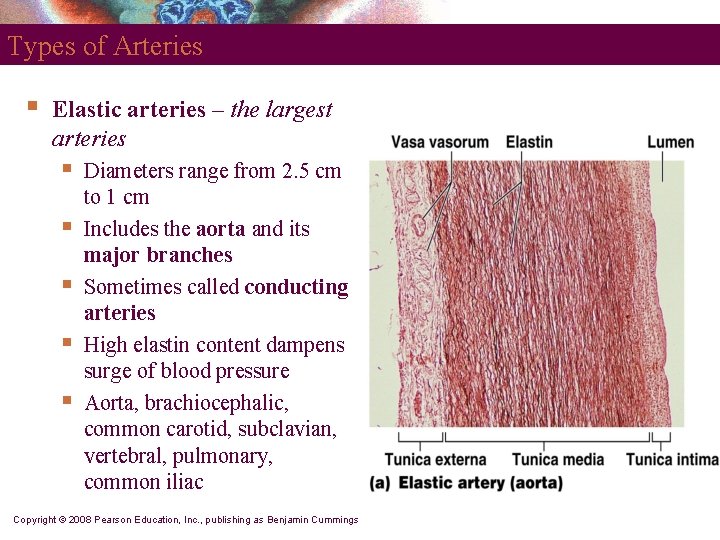 Types of Arteries § Elastic arteries – the largest arteries § § § Diameters