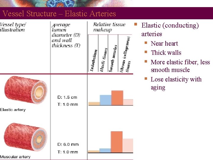Vessel Structure – Elastic Arteries § Elastic (conducting) arteries § § Copyright © 2008