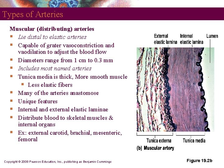 Types of Arteries Muscular (distributing) arteries § Lie distal to elastic arteries § Capable