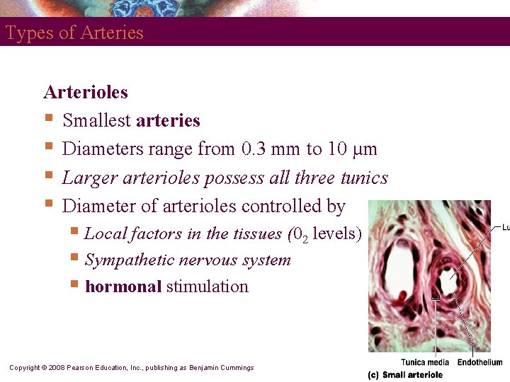 Types of Arteries Arterioles § Smallest arteries § Diameters range from 0. 3 mm