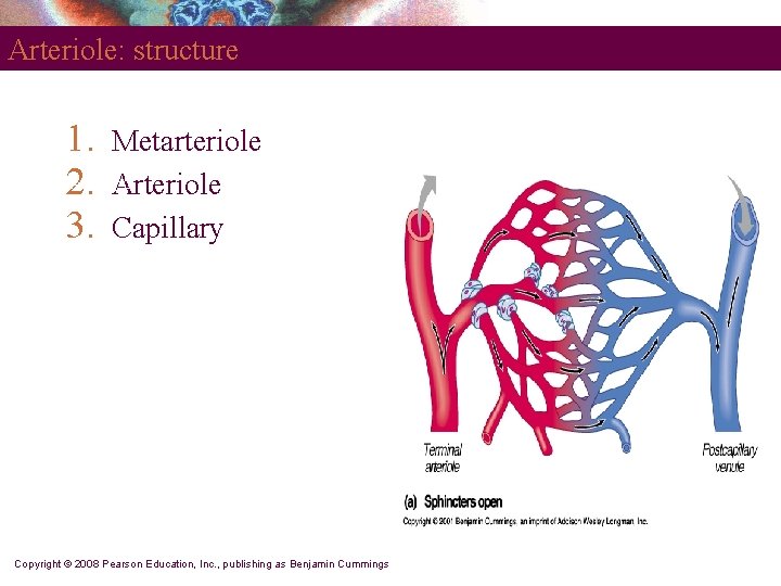Arteriole: structure 1. 2. 3. Metarteriole Activity 3 Arteriole Capillary Copyright © 2008 Pearson