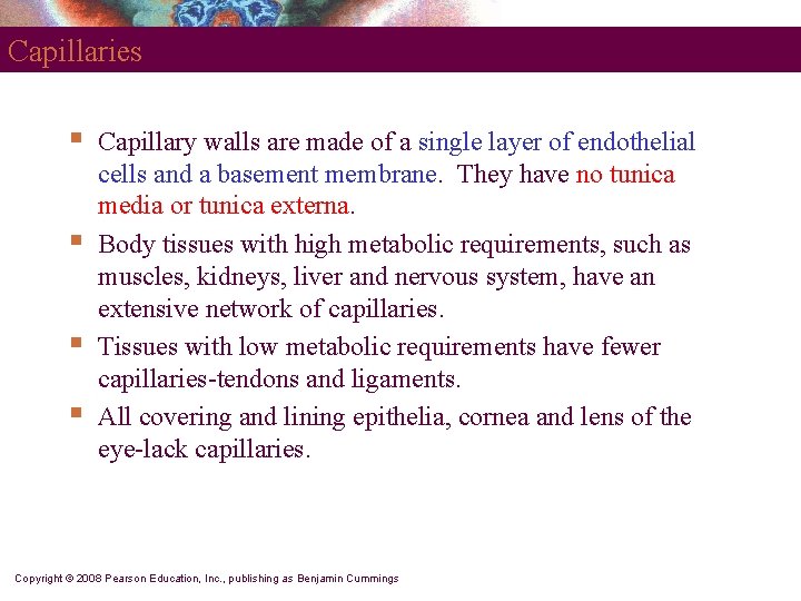 Capillaries § § Capillary walls are made of a single layer of endothelial cells