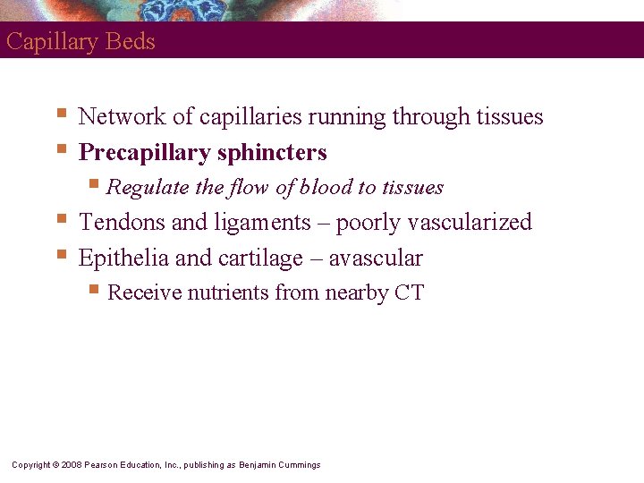 Capillary Beds § § Network of capillaries running through tissues Precapillary sphincters § Regulate