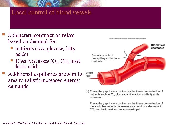 Local control of blood vessels § Sphincters contract or relax based on demand for: