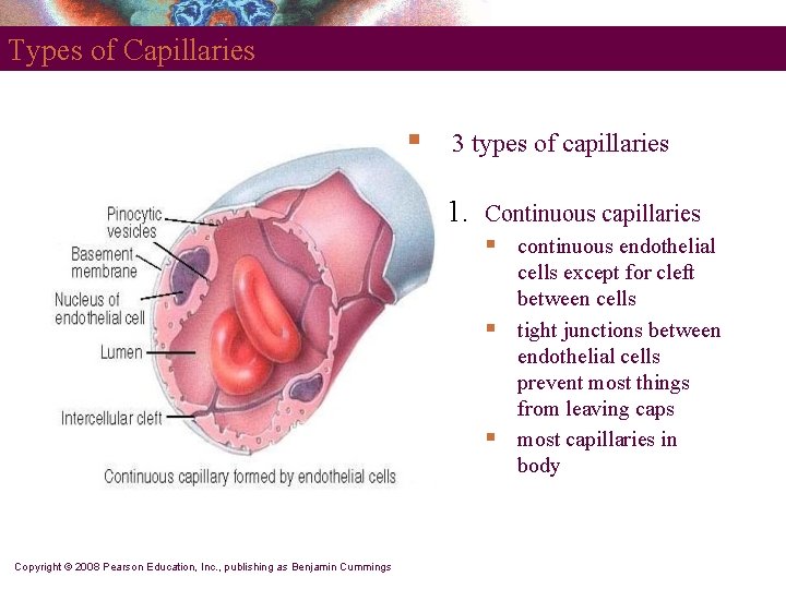 Types of Capillaries § 3 types of capillaries 1. Continuous capillaries § § §