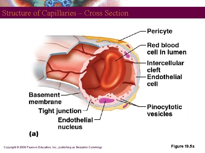 Structure of Capillaries – Cross Section Copyright © 2008 Pearson Education, Inc. , publishing