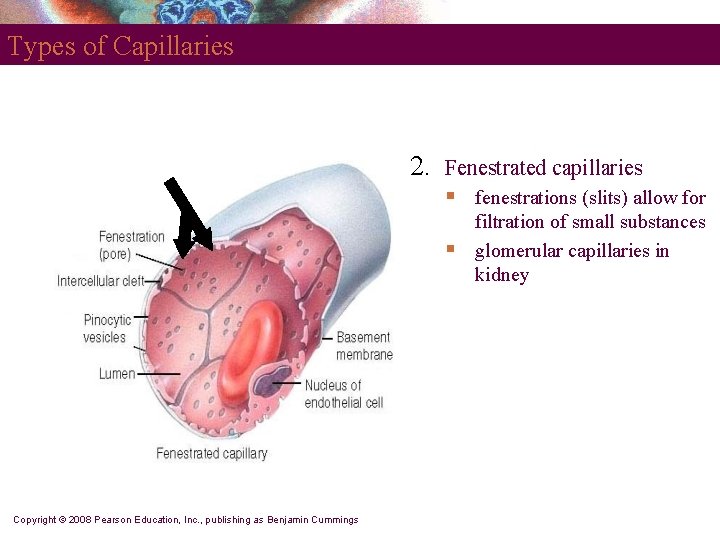 Types of Capillaries 2. Fenestrated capillaries § § Copyright © 2008 Pearson Education, Inc.