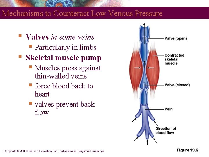 Mechanisms to Counteract Low Venous Pressure § Valves in some veins § Skeletal muscle