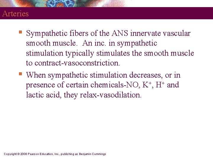 Arteries § § Sympathetic fibers of the ANS innervate vascular smooth muscle. An inc.