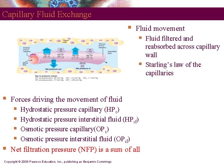 Capillary Fluid Exchange § Fluid movement § § § Forces driving the movement of