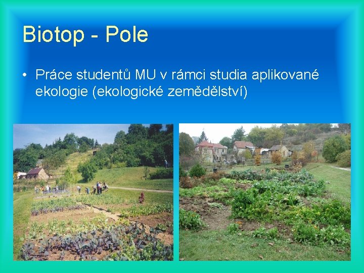 Biotop - Pole • Práce studentů MU v rámci studia aplikované ekologie (ekologické zemědělství)