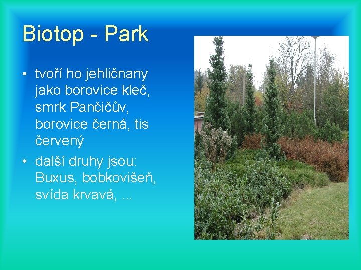 Biotop - Park • tvoří ho jehličnany jako borovice kleč, smrk Pančičův, borovice černá,