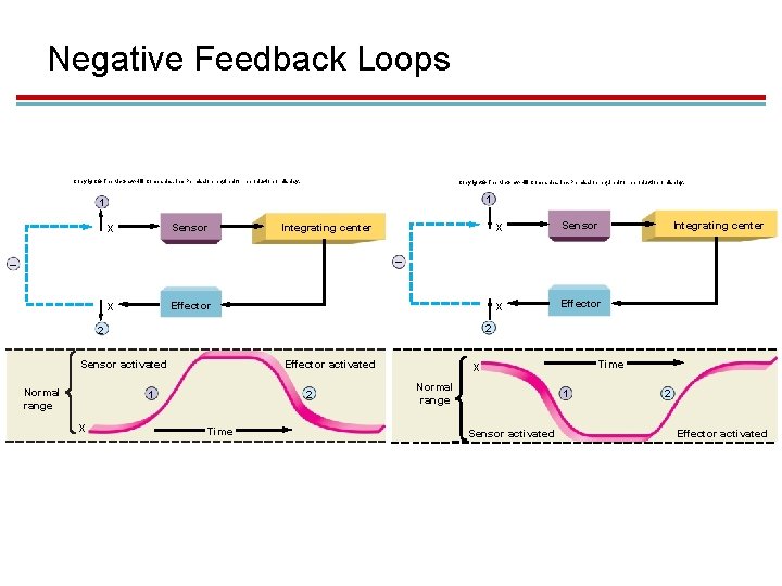 Negative Feedback Loops Copyright © The Mc. Graw-Hill Companies, Inc. Permission required for reproduction