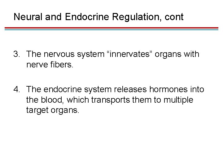 Neural and Endocrine Regulation, cont 3. The nervous system “innervates” organs with nerve fibers.