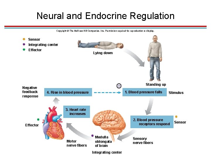 Neural and Endocrine Regulation Copyright © The Mc. Graw-Hill Companies, Inc. Permission required for