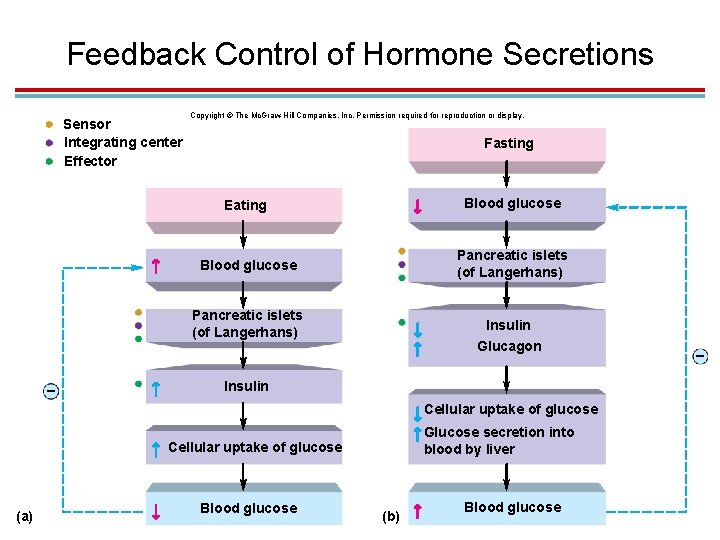 Feedback Control of Hormone Secretions Sensor Integrating center Effector Copyright © The Mc. Graw-Hill