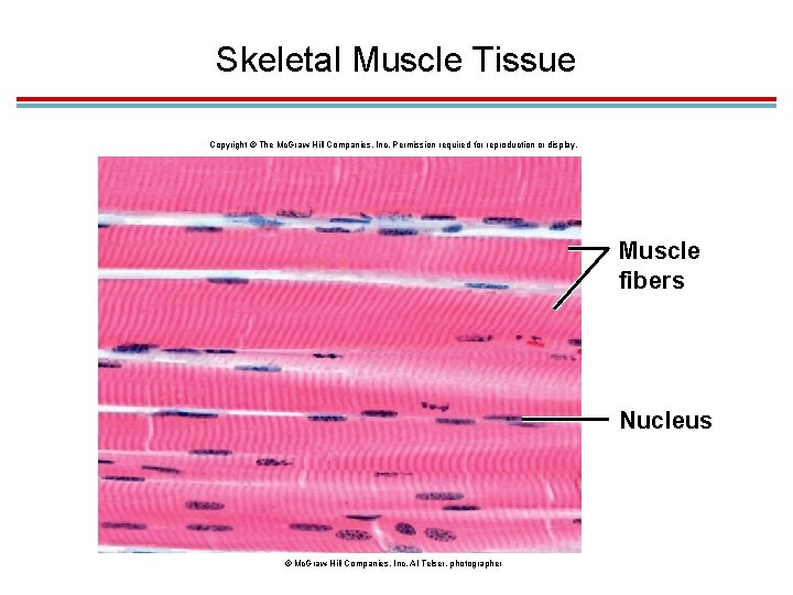 Skeletal Muscle Tissue Copyright © The Mc. Graw-Hill Companies, Inc. Permission required for reproduction