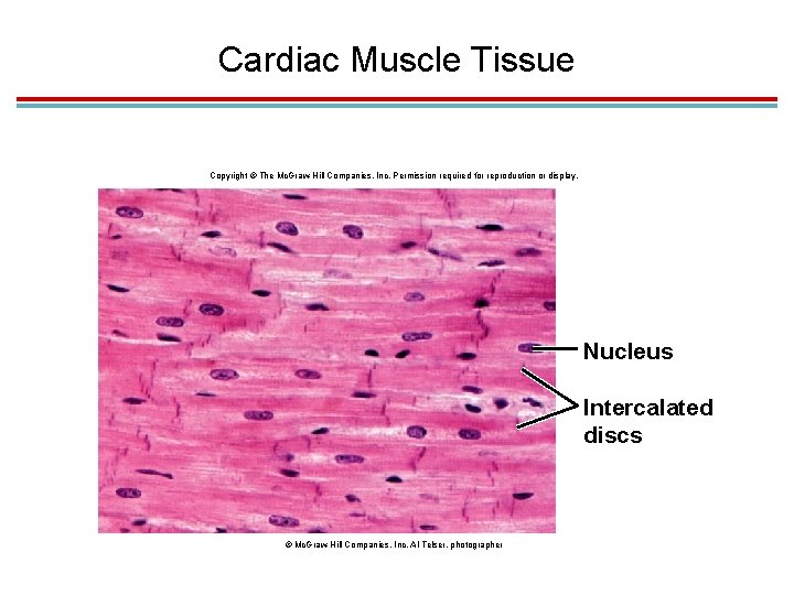 Cardiac Muscle Tissue Copyright © The Mc. Graw-Hill Companies, Inc. Permission required for reproduction