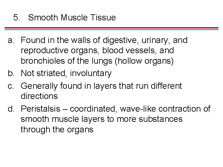 5. Smooth Muscle Tissue a. Found in the walls of digestive, urinary, and reproductive