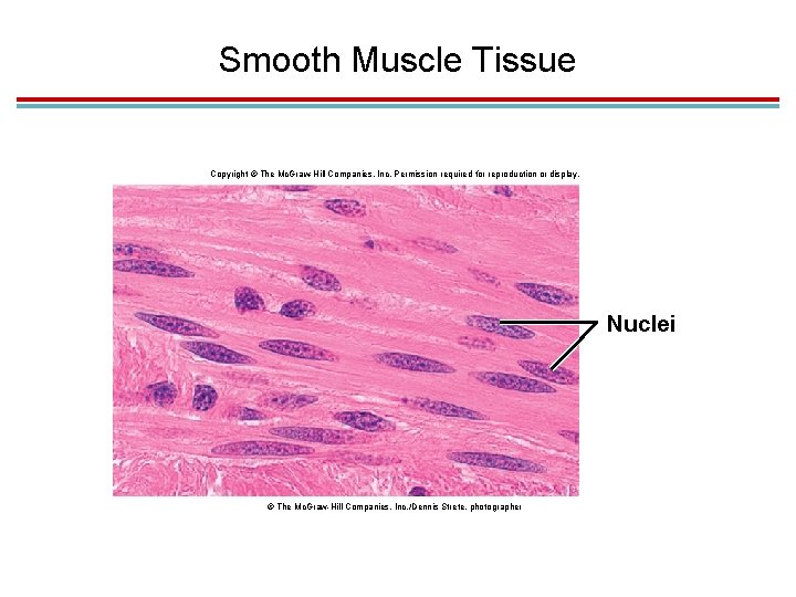 Smooth Muscle Tissue Copyright © The Mc. Graw-Hill Companies, Inc. Permission required for reproduction
