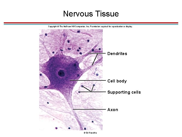 Nervous Tissue Copyright © The Mc. Graw-Hill Companies, Inc. Permission required for reproduction or