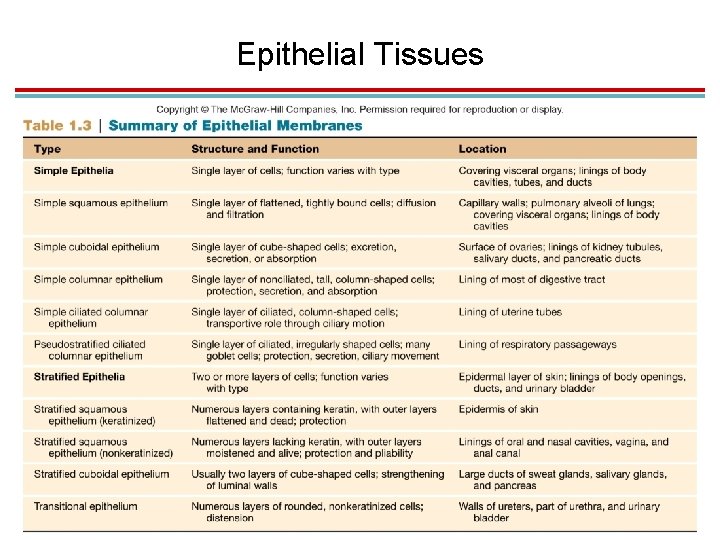 Epithelial Tissues 
