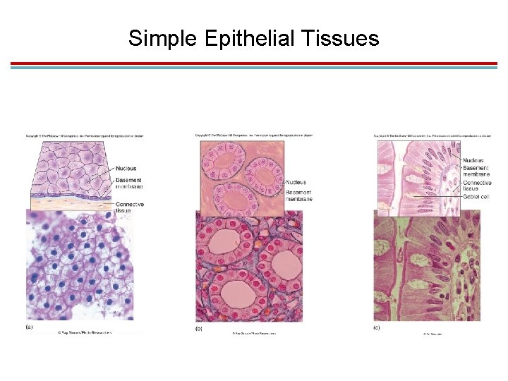 Simple Epithelial Tissues 