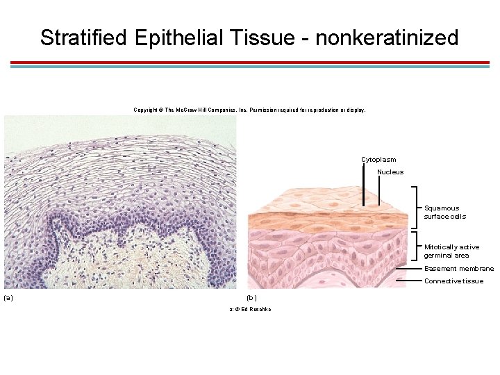 Stratified Epithelial Tissue - nonkeratinized Copyright © The Mc. Graw-Hill Companies, Inc. Permission required