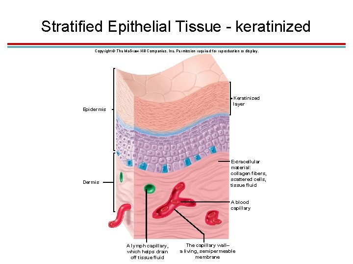 Stratified Epithelial Tissue - keratinized Copyright © The Mc. Graw-Hill Companies, Inc. Permission required