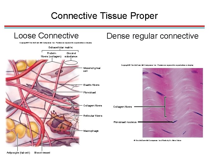 Connective Tissue Proper Loose Connective Dense regular connective Copyright © The Mc. Graw-Hill Companies,