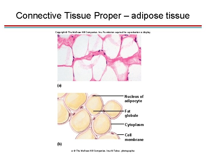 Connective Tissue Proper – adipose tissue Copyright © The Mc. Graw-Hill Companies, Inc. Permission