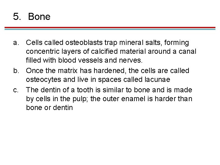 5. Bone a. Cells called osteoblasts trap mineral salts, forming concentric layers of calcified