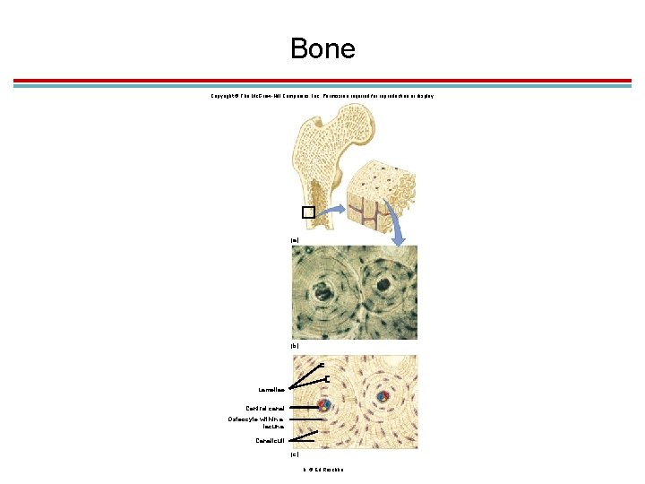 Bone Copyright © The Mc. Graw-Hill Companies, Inc. Permission required for reproduction or display.